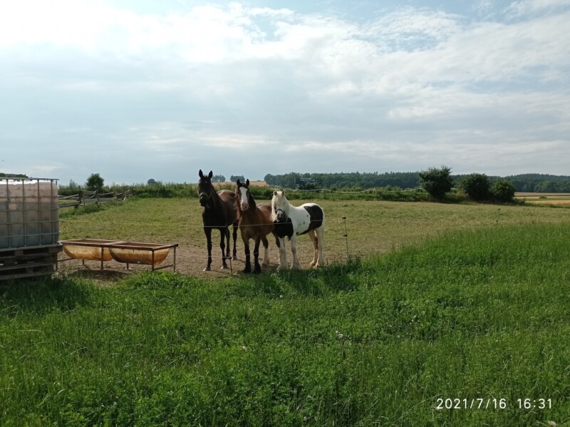 IMG_20210716_163133